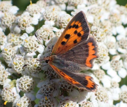 Lycaena phlaeas
